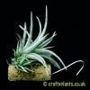 A view from the side of Tillandsia chiapensis by craftyplants