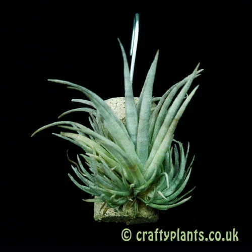 Tillandsia chiapensis mounted on cork from craftyplants