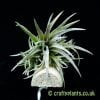 Looking at the top of a Tillandsia chiapensis from craftyplants