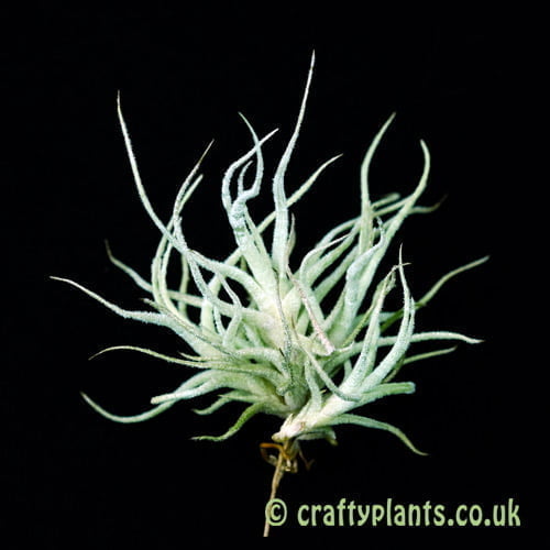 Tillandsia chusgonensis airplant from craftyplants.co.uk