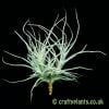Looking at Tillandsia chusgonensis from craftyplants.co.uk