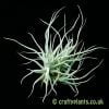 Tillandsia chusgonensis by craftyplants