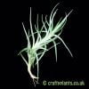 Looking at Tillandsia cocoensis from craftyplants