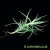 Tillandsia cocoensis airplant from craftyplants.co.uk