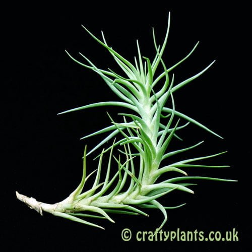 Tillandsia cocoensis by craftyplants