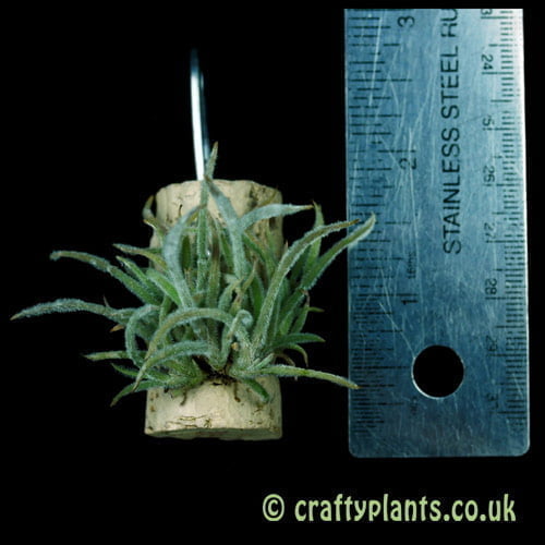 Tillandsia crocata mini clump next to a ruler from craftyplants