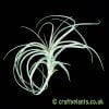 Tillandsia exserta by craftyplants