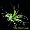Looking at Tillandsia geminiflora by craftyplants