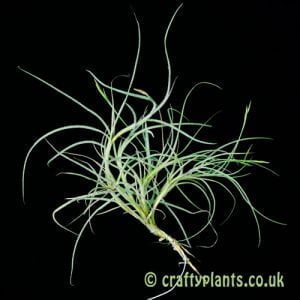 Tillandsia mallemontii from craftyplants