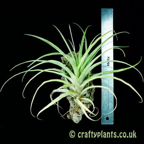 Tillandsia secunda var. vivpara next to a ruler from craftyplants