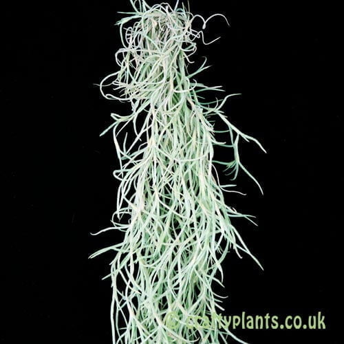 Tillandsia usneoides Mexican super thick form by craftyplants