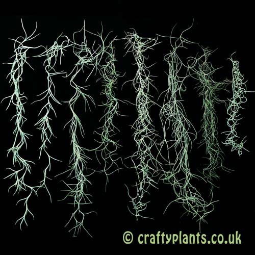 A variety of Tillandsia usneoides from craftyplants.co.uk