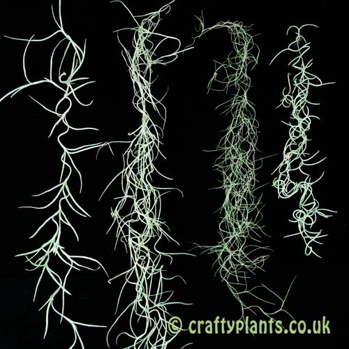 Variations of Tillandsia usneoides by craftyplants