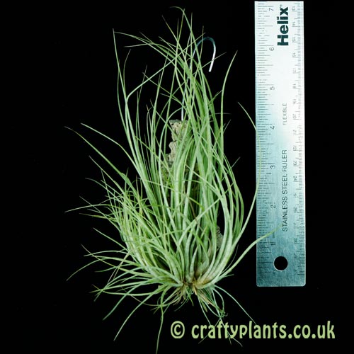 A small multi headed clump of Tillandsia x floridana with a ruler from craftyplants