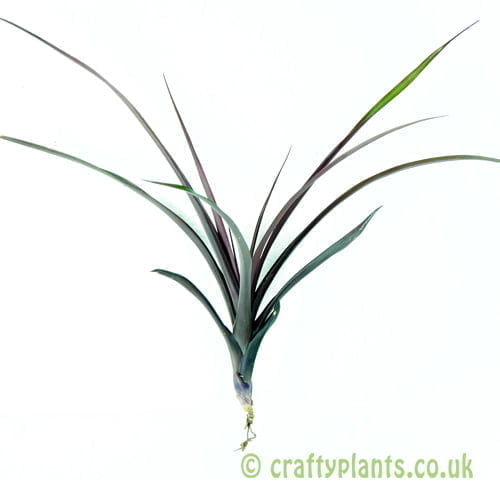 Vriesea bleheri by craftyplants