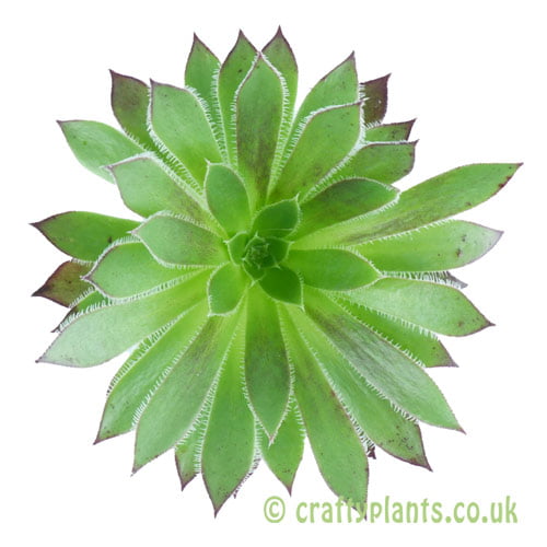Aeonium 'Logan Rock'
