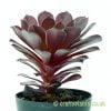The side profile of Aeonium 'Tip Top' by craftyplants