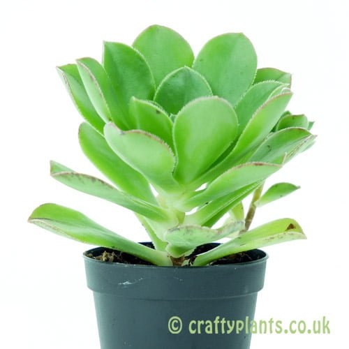 Aeonium ciliatum from the side by craftyplants