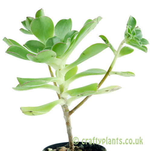 Aeonium ciliatum viewed from the side