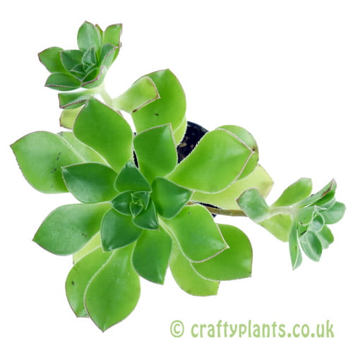 Aeonium ciliatum