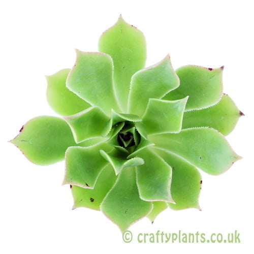 Aeonium lancerottense by craftyplants