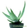 Aloe deltoideodonta by craftyplants