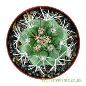 A view from above of Copiapoa coquimbana by craftyplants