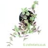 Another look at Crassula pellucida subsp. marginalis by craftyplants