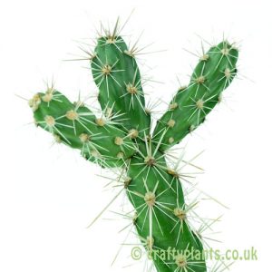 Cylindropuntia imbricata - Baca County, Colorado by craftyplants