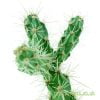 Another view of Cylindropuntia imbricata - Baca County from craftyplants.co.uk
