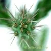 A close up of Cylindropuntia imbricata - Fremont County by craftyplants