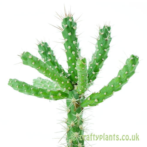 Cylindropuntia imbricata 'Pinky' by craftyplants.co.uk