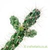 A view of Cylindropuntia imbricata - Union County by craftyplants
