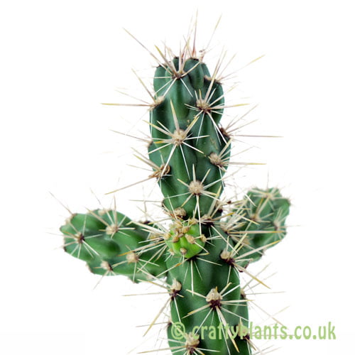Cylindropuntia imbricata - Union County, New Mexico by craftyplants.co.uk