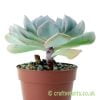 Echeveria 'Cubic Frost' by craftyplants