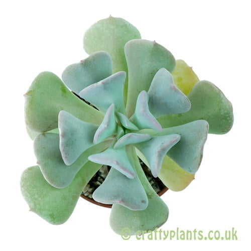 Echeveria 'Cubic Frost' from above by craftyplants