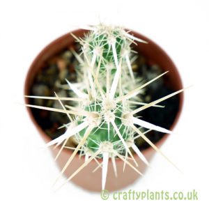 A top down look at Grusonia clavata by craftyplants