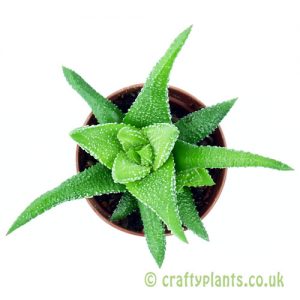 Haworthia attenuata 'Enon' from above by craftyplants