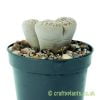 Looking at Lithops from the side by craftyplants