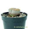 A further side image of Lithops by craftyplants