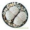 Another top down view of Lithops by craftyplants
