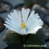 A Lithops shown in flower by craftyplants