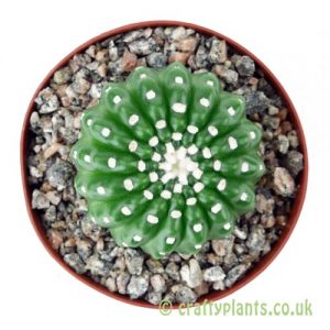 A top down look at Notocactus uebelmnnianus inermis by craftyplants