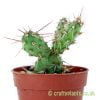 Side on look at Opuntia fragilis - Fraser Valley by craftyplants