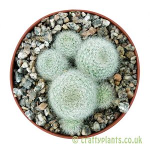 A top down look at Rebutia muscula by craftyplants