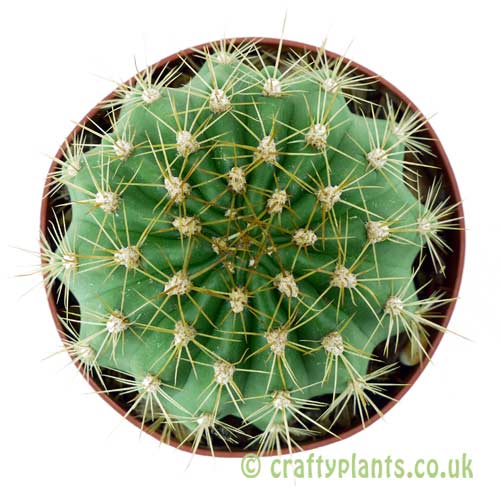 A top down look at Soehrensia bruchii by craftyplants