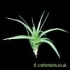 Another look at Tillandsia aeranthos x stricta 'Petropolis' by craftyplants