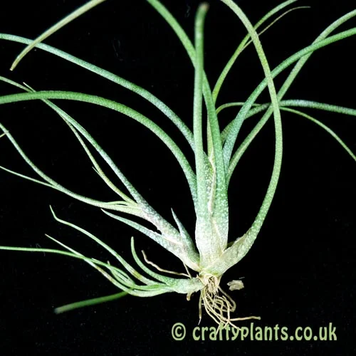Tillandsia butzii var. roseiflora | Craftyplants UK