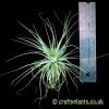 Tillandsia stricta 'Petropolis' next to a ruler by craftyplants