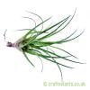 Another look at Vriesea correia araujoi by craftyplants